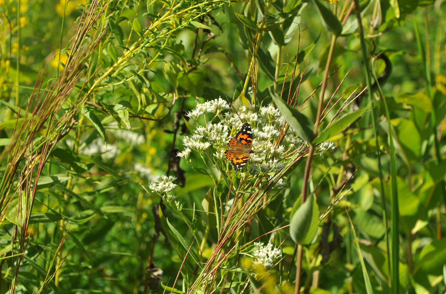 Davenport Fairmount Cemetery prairie